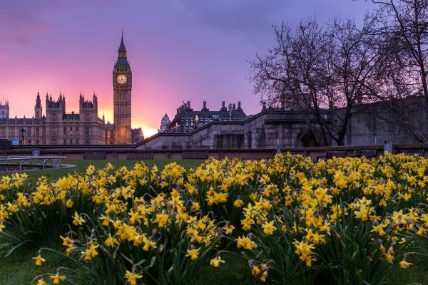 daffodils in front of Westminster Palace