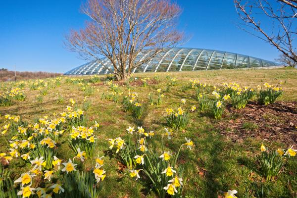 a field of daffodils with a glass dome in the background