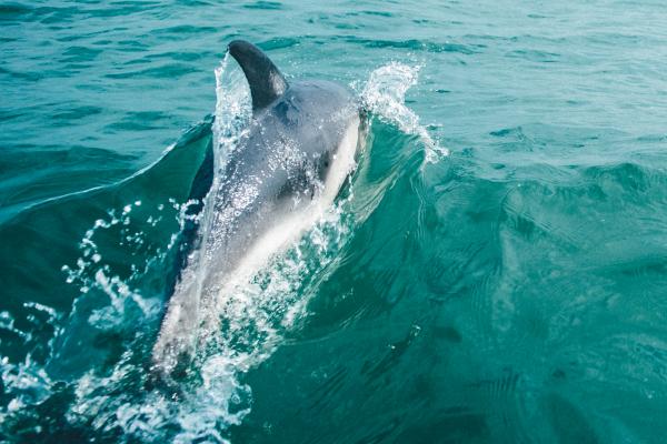 dolphin jumping out of the sea