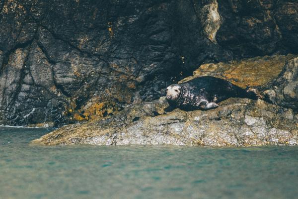 a seal on rocks