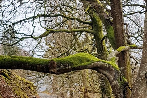 a fallen tree above a footpath