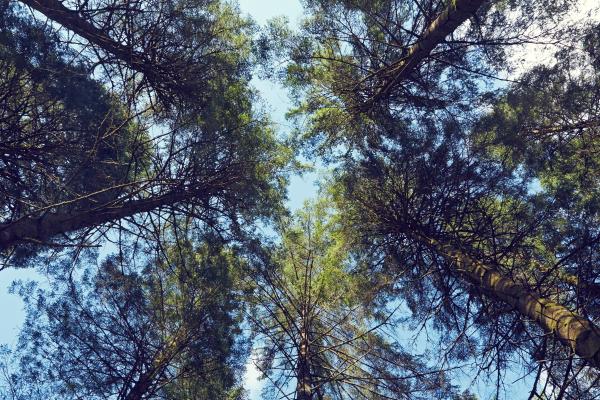 a view of trees from the ground