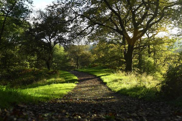 a path through a woodland walk