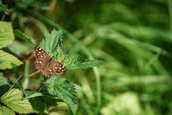 butterfly on a leaf