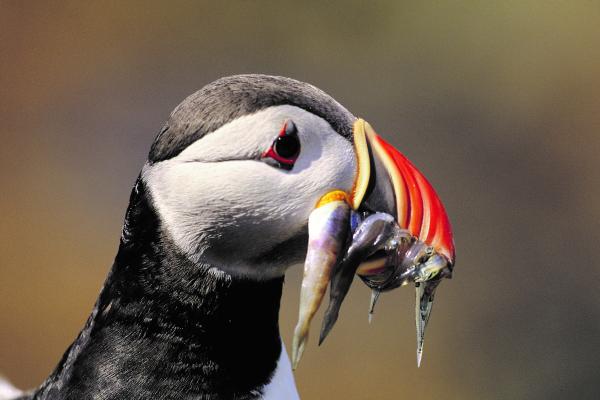 a puffin with fish in its beak