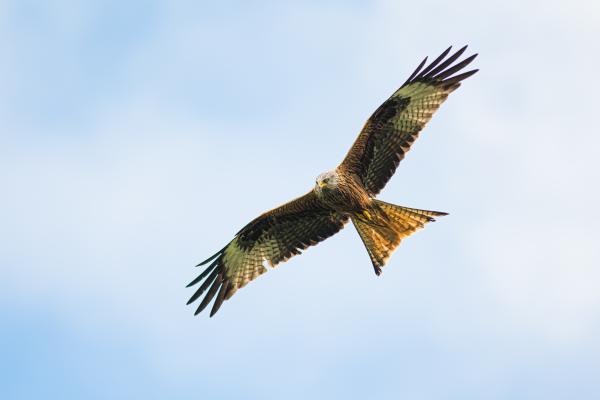 a red kite flying 