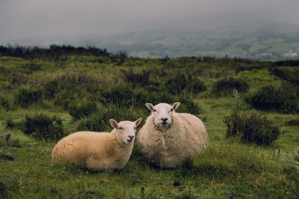two sheep on a mountain