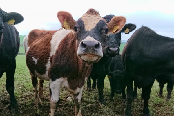 cows in a field